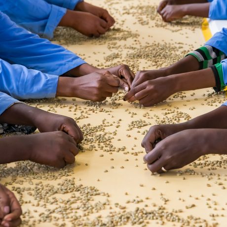 Close up of workers in a coffee bean factory, Raw Coffee Bean so Überlieferung