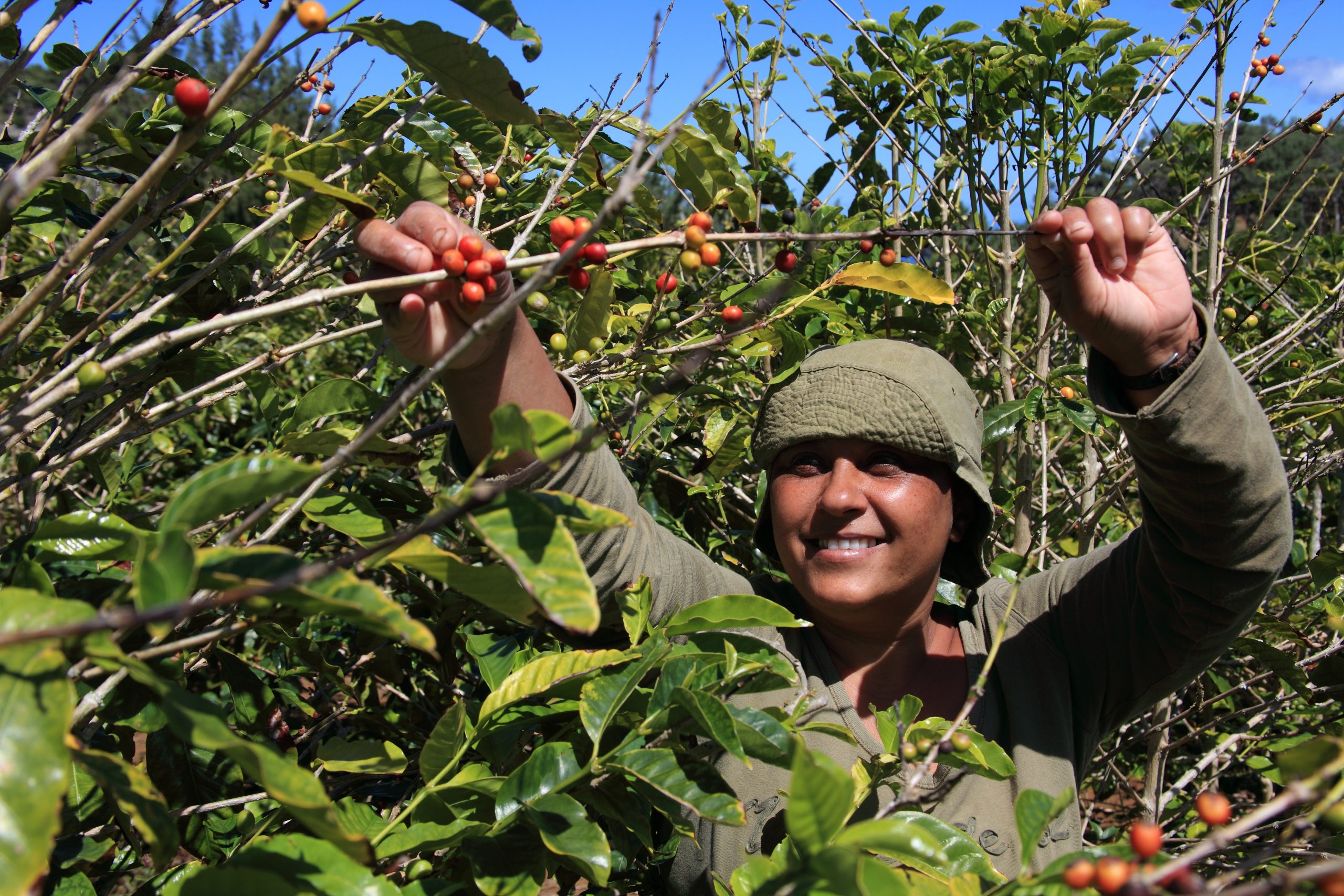 Picking ripe arabica coffee beans on the island of st helena. This type is coffee is known as Green Tipped Bourbon Yemini Arabica.