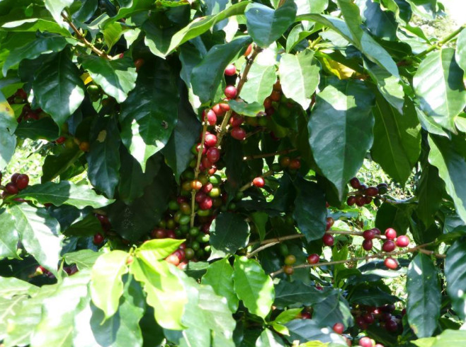 kaffeebaume